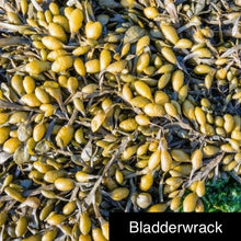 Load image into Gallery viewer, Irish Sea Moss, Bladderwrack, &amp; Burdock Root - Organic
